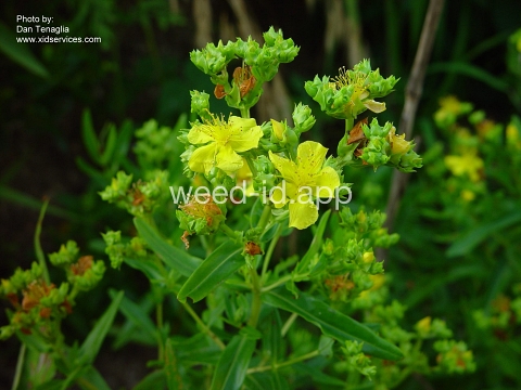 St. Johnswort, roundfruit